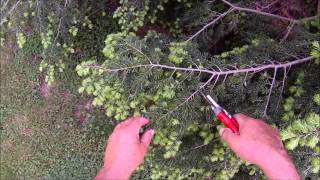 uses of hemlock tree [upl. by Lemieux]