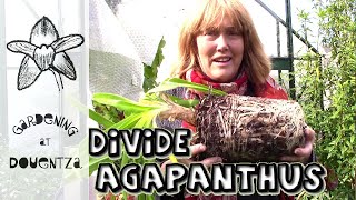 Dividing Agapanthus amp Tips for Flowering Stubborn Ones [upl. by Caprice]