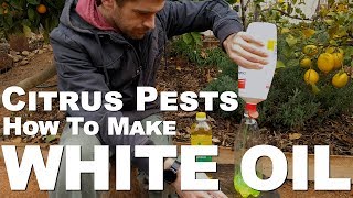 Citrus Pests  How to make White Oil [upl. by Engelhart]