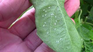 How I Treat Whiteflies In The Garden  What I Use and How Often [upl. by Malet]