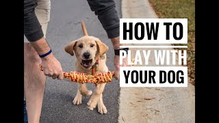 Dog Training Tutorial How To Play With Your Dog [upl. by Nueovas]