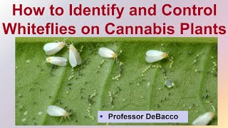 How to Identify and Control Whiteflies on Cannabis Plants [upl. by Nerred]