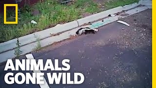 A Skunk in Need  Animals Gone Wild [upl. by Annayat]