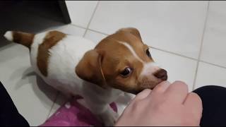 Puppy jack russell terrier first day at home [upl. by Curr]