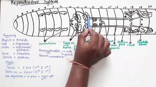 Reproductive System Of Earthworm Part 1 [upl. by Hendrickson]