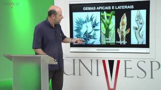 Morfologia Vegetal  Aula 05  Meristemas e gemas [upl. by Donaugh]