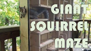 Testing my Giant Squirrel Maze [upl. by Mckale]