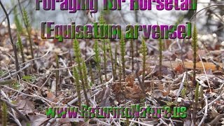 Foraging for Horsetail Equisetum arvense  Return to Nature [upl. by Rekrap]