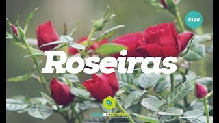 Dicas sobre roseiras [upl. by Kovacs]