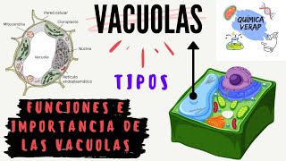 QUE ES UNA VACUOLA FACIL TIPOS DE VACUOLAS y funciones de vacuolas rápido [upl. by Lyndsey]