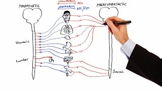 Pharmacology  AUTONOMIC NERVOUS SYSTEM MADE EASY [upl. by Kciv]