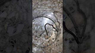 Blind Snake  Worlds Smallest Snake  World Snake Day [upl. by Zimmermann]