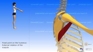 The teres major [upl. by Crissy]