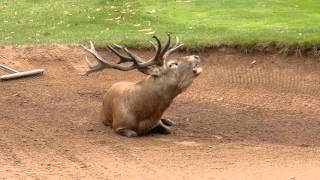 Red deer bellowing [upl. by Krell]