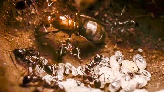 Best Of Ants  BBC Earth [upl. by Oppen]