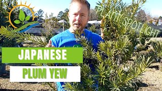 HEY YEW  Japanese Plum Yew Plant Spotlight [upl. by Ynnaffit]