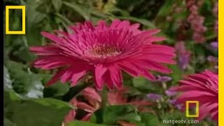 Bee vs Jumping Spider  National Geographic [upl. by Llerrad501]