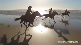 Grand galop sur la plage  Fast gallop on the beach  Amazir Cheval Morocco Maroc [upl. by Pfeifer]