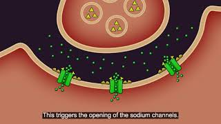 Resistance101  Insecticide classes amp modes of action [upl. by Fielding]