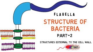 Structure of Bacteria  Part 2  Flagella  Pili  Capsule [upl. by Noyad366]