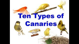 10 Types of canaries [upl. by Salvatore]