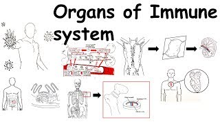 Organs of Immune system [upl. by Turnheim]