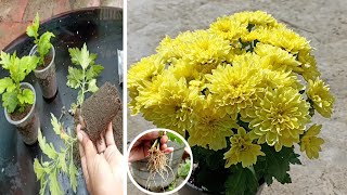 Best Method To Grow Guldaudi From Cutting  How to Grow Chrysanthemum From Cutting [upl. by Nonnelg322]