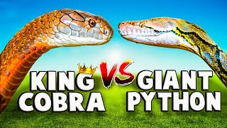 King Cobra VS Reticulated Python [upl. by Winterbottom]