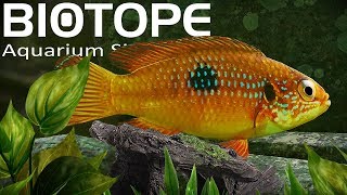 INSANELY Detailed Aquarium Simulator  Biotope Gameplay [upl. by Rawdan]