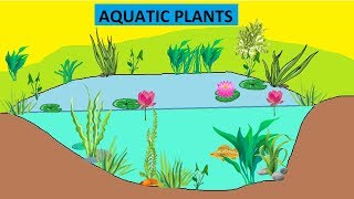 CBSE Class 4 Science Aquatic Plants [upl. by Itida]