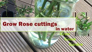 How to grow rose cuttings in water [upl. by Frissell]