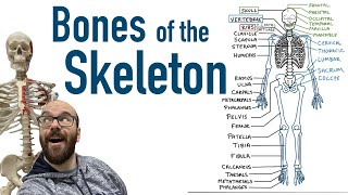 Bones of the Skeleton [upl. by Llyrat]