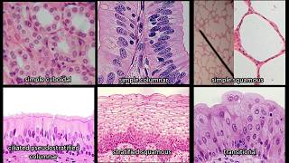 Identifying Epithelium  Review and Practice Questions [upl. by Stover483]