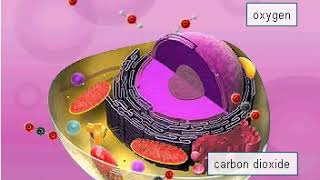 Oxidation of glucose in a cell [upl. by Eimilb]