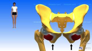 Muscles pelvitrochantériens [upl. by Felipa]