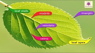 Structure of A Leaf  Environmental Studies Grade 4  Periwinkle [upl. by Linehan]