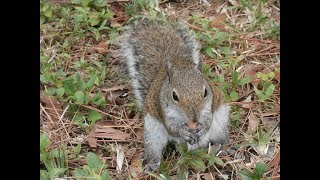 BEST SQUIRREL PROOF BIRD FEEDER EVER [upl. by Kohn611]