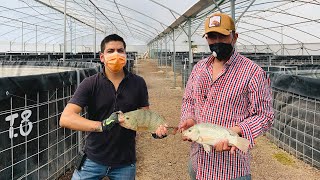 Granja Acuícola  Venta de mojarra tilapia del Nilo  Engorda y alimentación [upl. by Matteo]