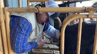 Breeding Heifers Using Synchronization and AI Artificial Insemination  Livin On The Farm [upl. by Waylon]