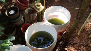 How to grow Green Water Algae [upl. by Ayana]