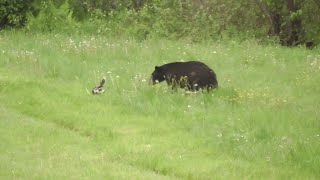 Skunk Sprays Inquisitive Bear  ViralHog [upl. by Sternberg]