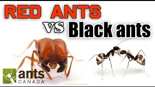 WHO WINS RED ANTS VS BLACK ANTS [upl. by Eanwahs480]