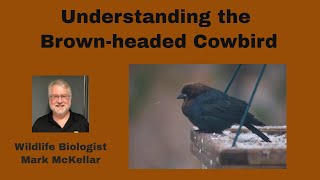 Understanding Brownheaded Cowbirds [upl. by Ffej870]