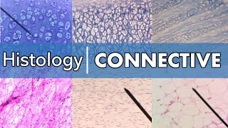 Histology  Connective Tissue [upl. by Allister]