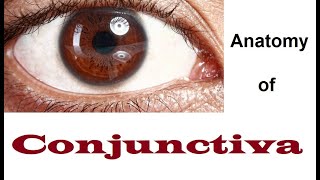 Anatomy Of Conjunctiva 12 [upl. by Gow]