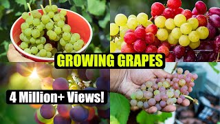 How to Grow Grapes A Complete Garden Growing Guide [upl. by Goldsmith]