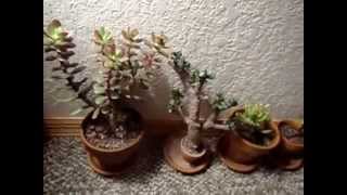 8 Crassula Ovata Jade Plant Varieties [upl. by Yttel325]