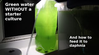 Green Water WITHOUT a Starter Culture  From Scratch  How To [upl. by Osborne]