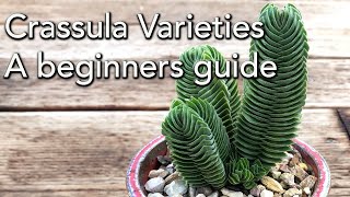 Crassula Varieties  A beginners guide [upl. by Jill900]