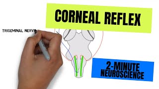 2Minute Neuroscience Corneal Reflex [upl. by Oznofla]